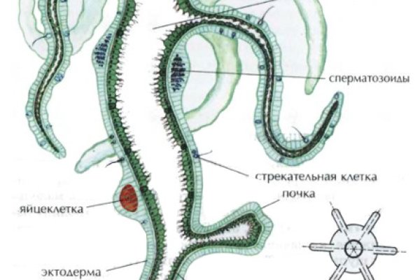 Что с кракеном сайт на сегодня