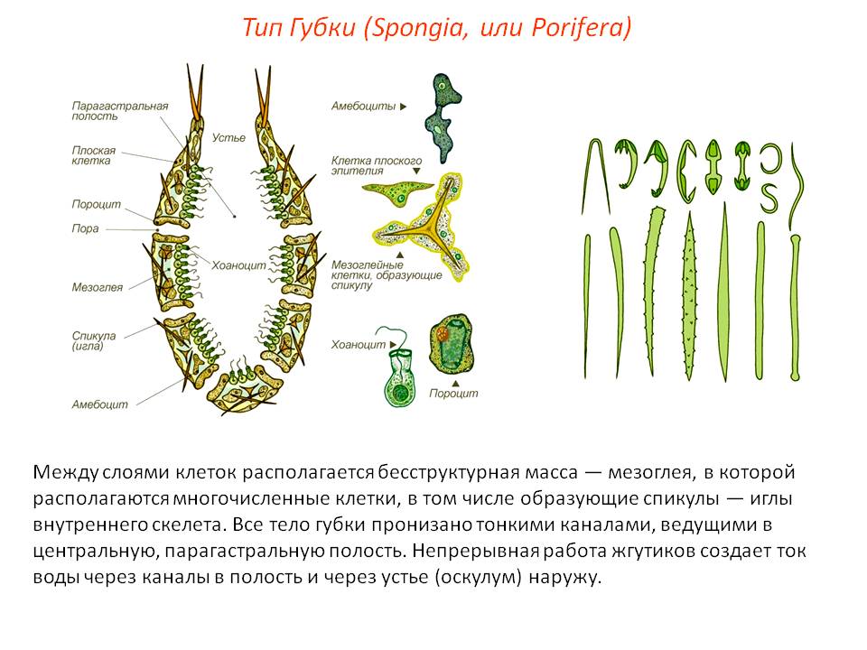 Кракен перейти