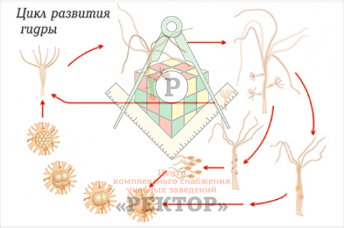Рабочая ссылка на kraken krmp.cc